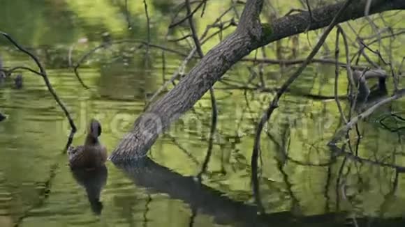 两只鸭子在湖中的树木之间清理羽毛视频的预览图