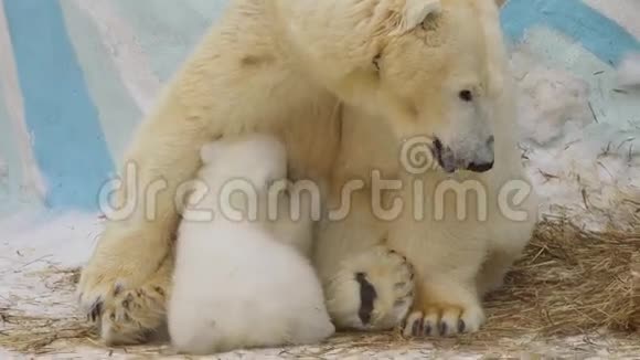 一个冬天北极熊坐在动物园里喂幼崽视频的预览图
