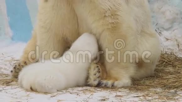 北极熊坐在动物园里喂幼崽视频的预览图