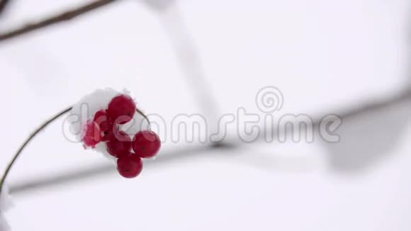 冬天的葡萄干雪雪中的一朵玫瑰格尔德罗斯挂在一根树枝上在里面视频的预览图