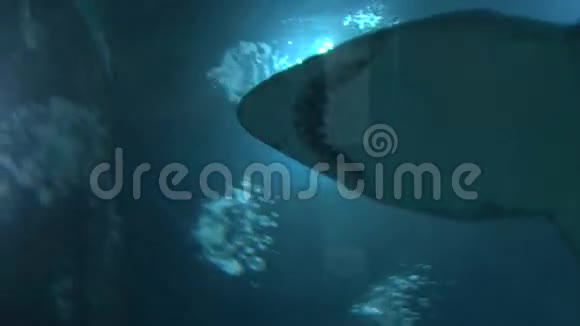 大型水族馆中的鲨鱼和大灰鱼视频的预览图