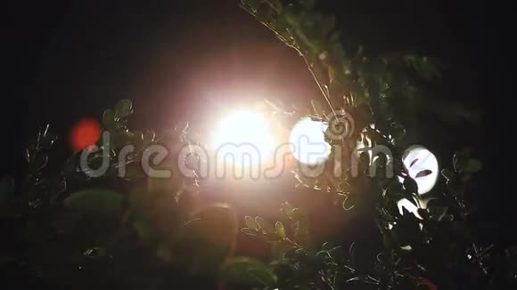 聚光灯下的绿色树枝视频的预览图