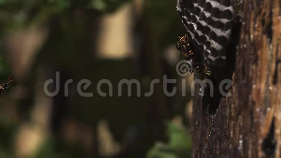 常见的黄蜂小泡飞巢视频的预览图