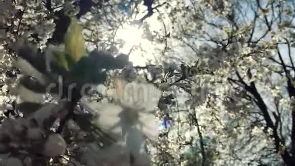 在蓝天背景上有透镜耀斑的盛开梨树枝美丽的春天自然景象开花的梨树视频的预览图