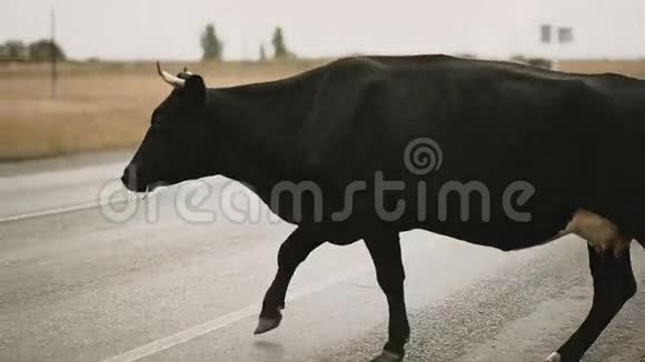 黑牛过马路视频的预览图