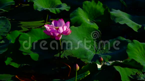 莲叶与花夜蛾湖上有声潘视频的预览图