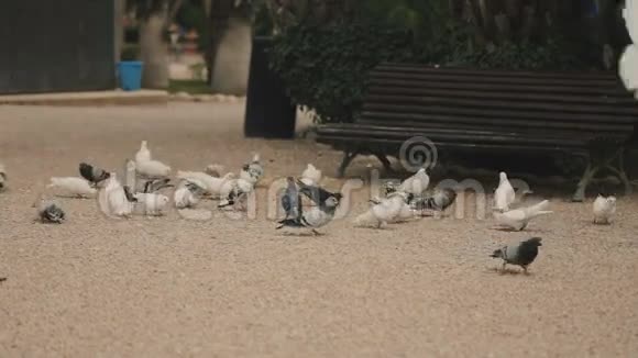 一群鸽子在公园里吃面包屑视频的预览图