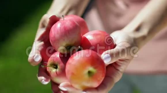雌性手里有五个苹果苹果园夏日花园收获视频的预览图