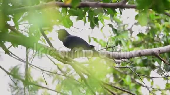 野生的亚洲鸟熊在树上视频的预览图