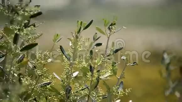 橄榄枝树在靠近视频的预览图