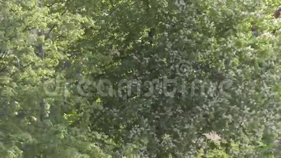 夏天下午树枝上的绿叶视频的预览图