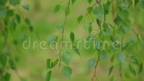 桦树的树枝在风中摇曳视频的预览图