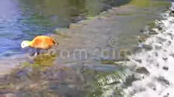 拉迪谢德克湖上的红鸭子视频的预览图