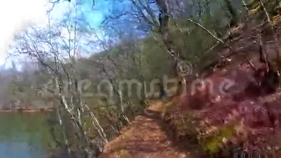 在湖边的森林里散步视频的预览图