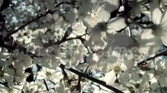 梨树的白色花朵在光天化日之下开着自然的背景枝干上有阳光视频的预览图