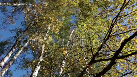 在蓝天上的白桦树的秋天相机的转动视频的预览图