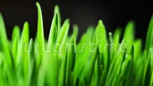 绿色的草叶视频的预览图