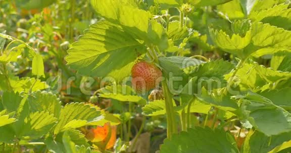 草莓园在花园里生长的草莓灌木视频的预览图