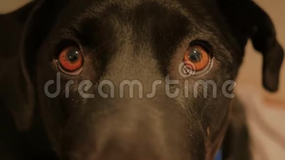 黑色实验室狗特写4K超高清视频的预览图