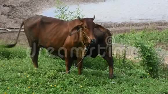 年轻的奶牛站在门河畔吃着青草视频的预览图