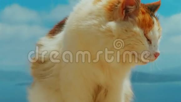 猫套对蓝天背景视频的预览图