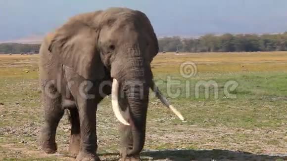 大象在热带稀树草原上视频的预览图