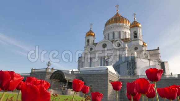 救世主基督大教堂背景上的红色郁金香莫斯科视频的预览图