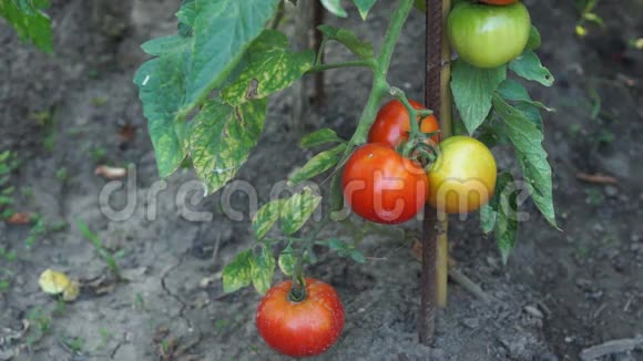 我的花园里的有机番茄第一版视频的预览图