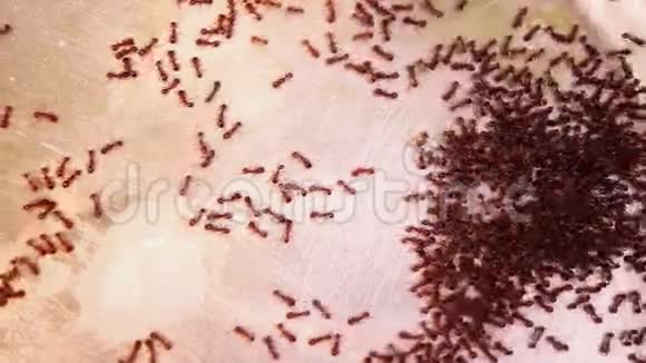 猫碗中的蚂蚁Lasiusniger与牛奶残渣布朗运动视频的预览图