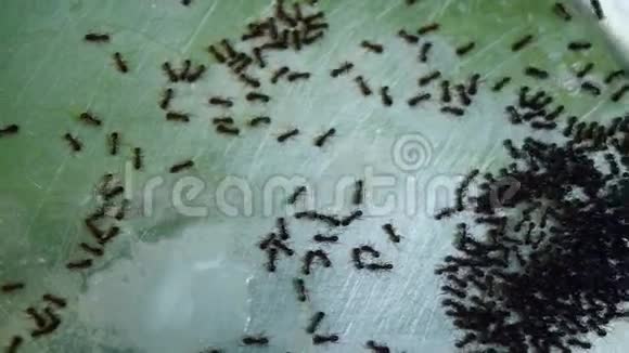 猫碗中的蚂蚁Lasiusniger和牛奶残渣午餐潘视频的预览图