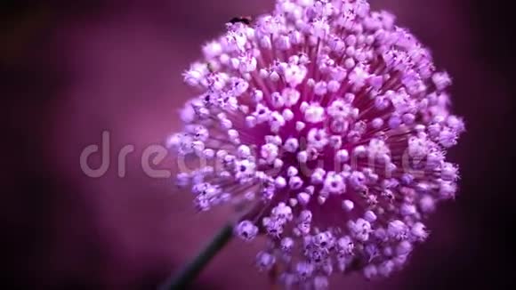 洋葱洋葱花紫色背景视频的预览图