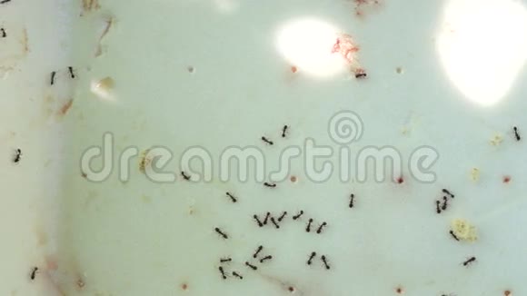 黑园蚂蚁拉修斯尼日尔与肉和面包鼓潘视频的预览图
