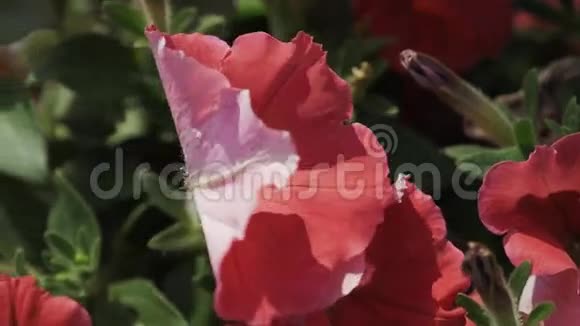 芙蓉的红花在风中摇曳夏日阳光明媚绿叶花园视频的预览图