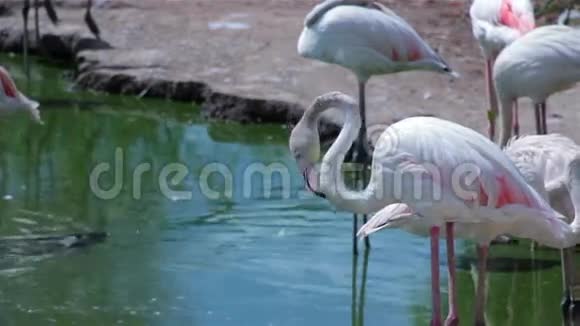 火烈鸟饮用水和清洁本身1视频的预览图