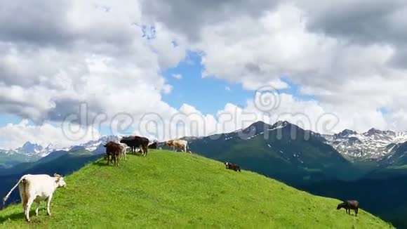 牛群在高山雪山和夏日云的背景下放牧躺在山顶上视频的预览图
