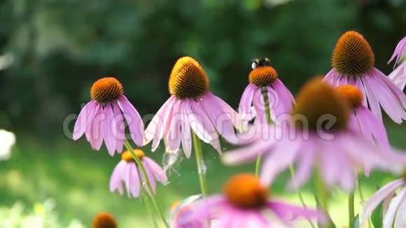 大黄蜂飞在圆锥花序紫锥花紫锥菊上的应用视频的预览图