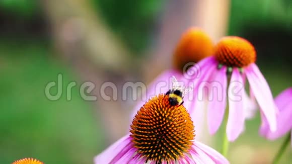 大黄蜂飞在圆锥花序紫锥花紫锥菊上的应用视频的预览图
