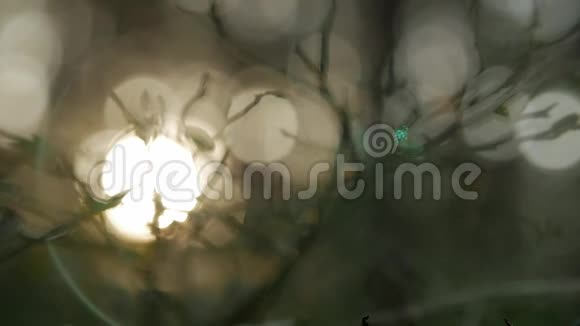 阳光透过树枝闪耀自然模糊的背景自然抽象的背景视频的预览图