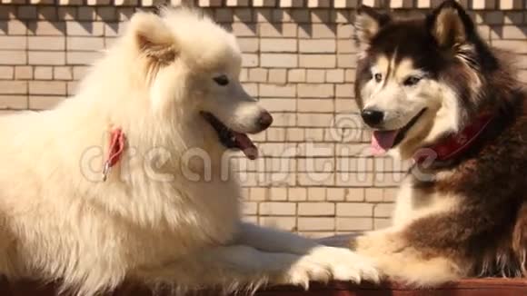哈士奇和萨莫伊德狗视频的预览图