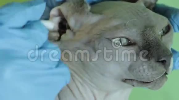 兽医为猫清理耳朵特写视频的预览图
