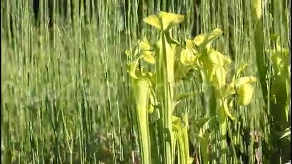 食肉植物Saracenia视频的预览图