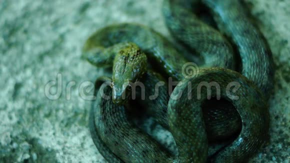 卷尾蛇舌头伸出来小心戴斯蛇Natrixtessellata视频的预览图