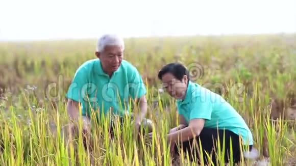 视频亚洲资深夫妇看稻田作物农场和农业业务细节视频的预览图