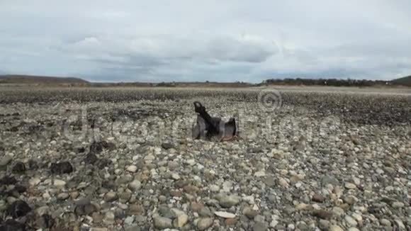 荒无人烟的海岸上的锈迹斑斑的残骸沉船惠及干涸的海洋视频的预览图