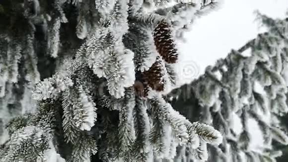 松树喀尔巴阡山上的冬季雪景视频的预览图