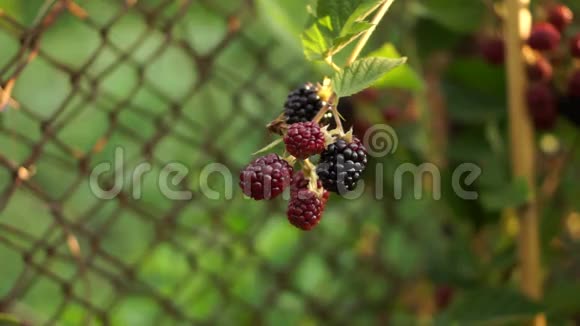 一种带有一束黑莓红宝石属的灌木潘视频的预览图