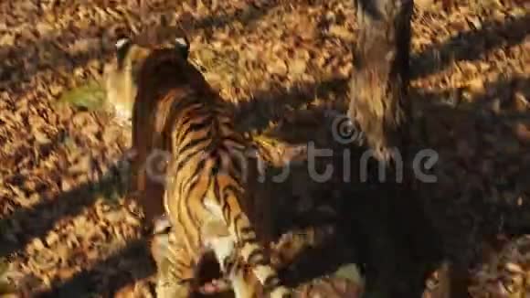 阿穆尔或乌苏里老虎正在俄罗斯普里莫斯基野生动物园散步视频的预览图