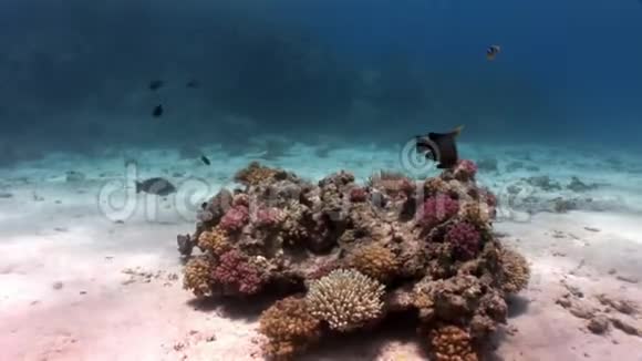 红海中阳光反射背景下的鱼群视频的预览图