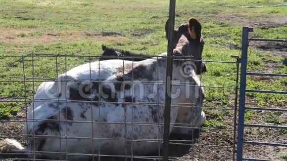 农场里的动物视频的预览图