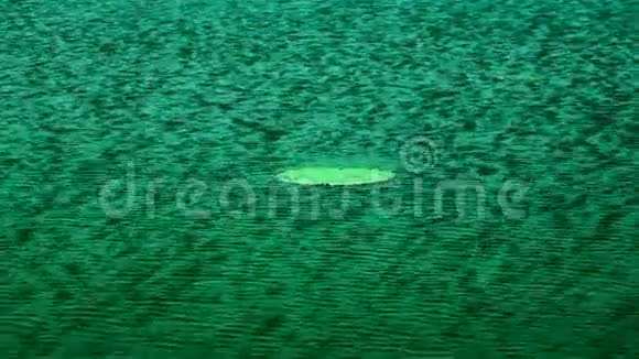 漂浮在湖上的荷叶在风中莲花效应视频的预览图